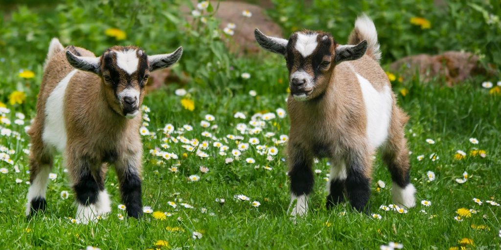 animal, domestic animal, goat-3368102.jpg