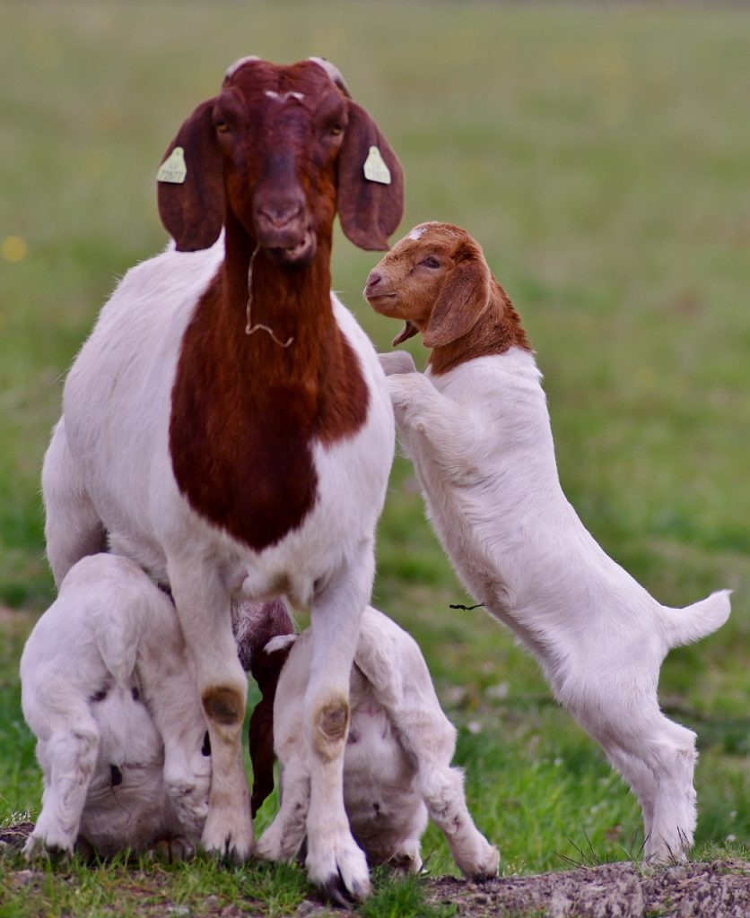 goat, kids, nature-4177937.jpg